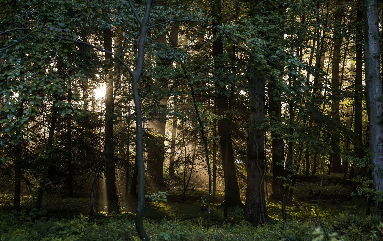 Gedächtniswald Logabirum