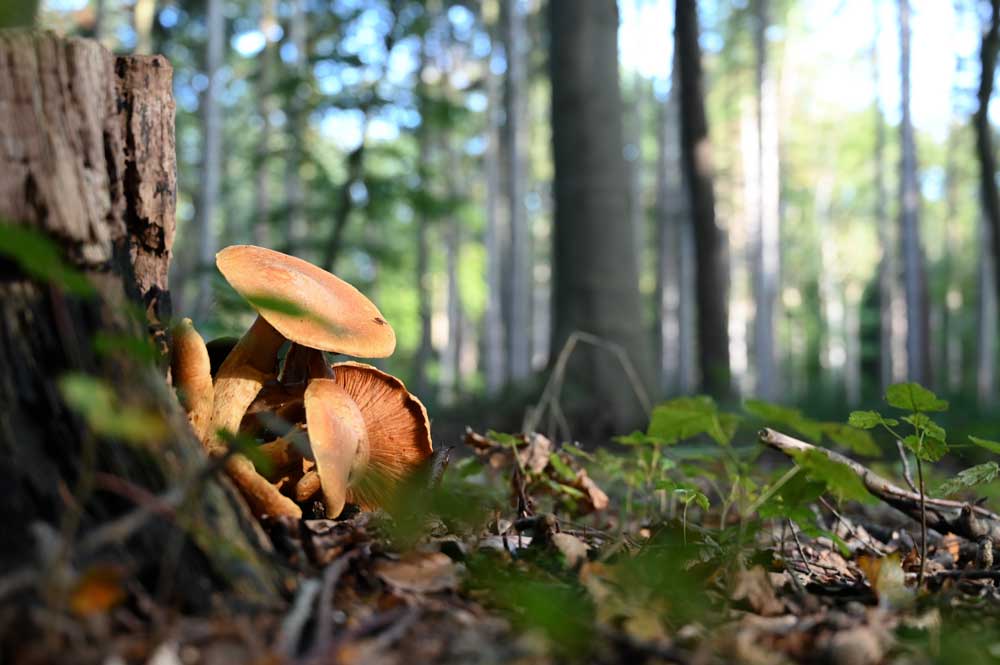 Gedächtniswald Logabirum